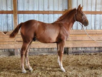 Jasper Bartender JW <BR>AQHA 6253613